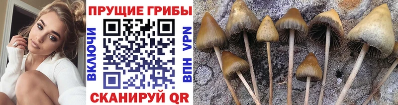 Купить  Будённовск  Псилоцибиновые грибы прущие грибы 